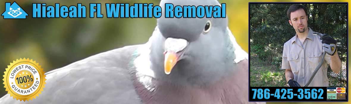 Hialeah Wildlife and Animal Removal